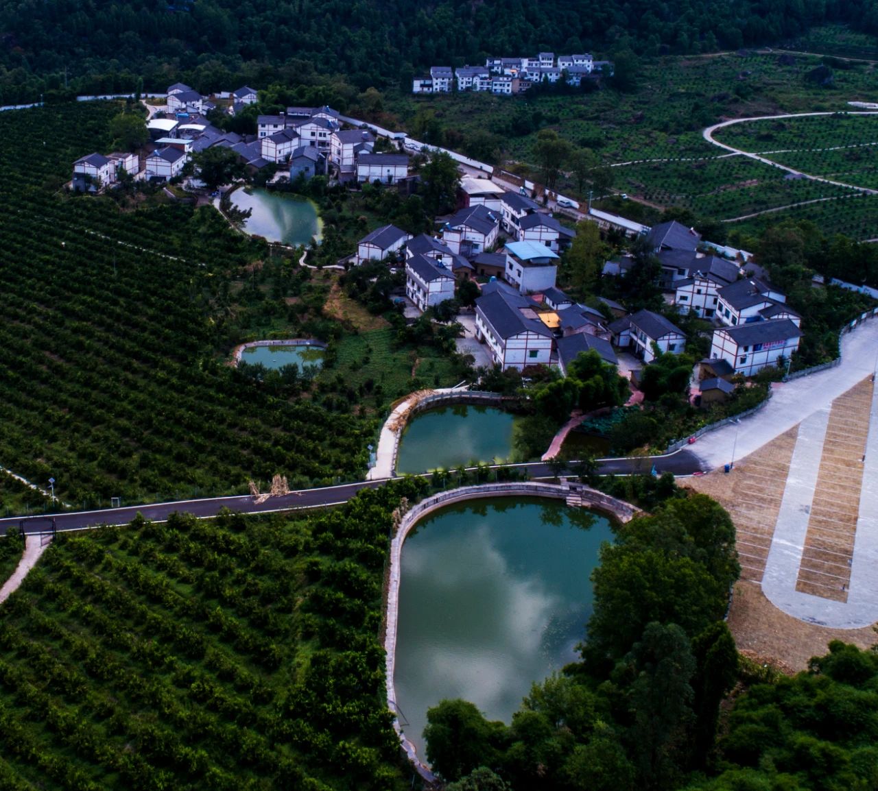 航拍古树别院.jpg